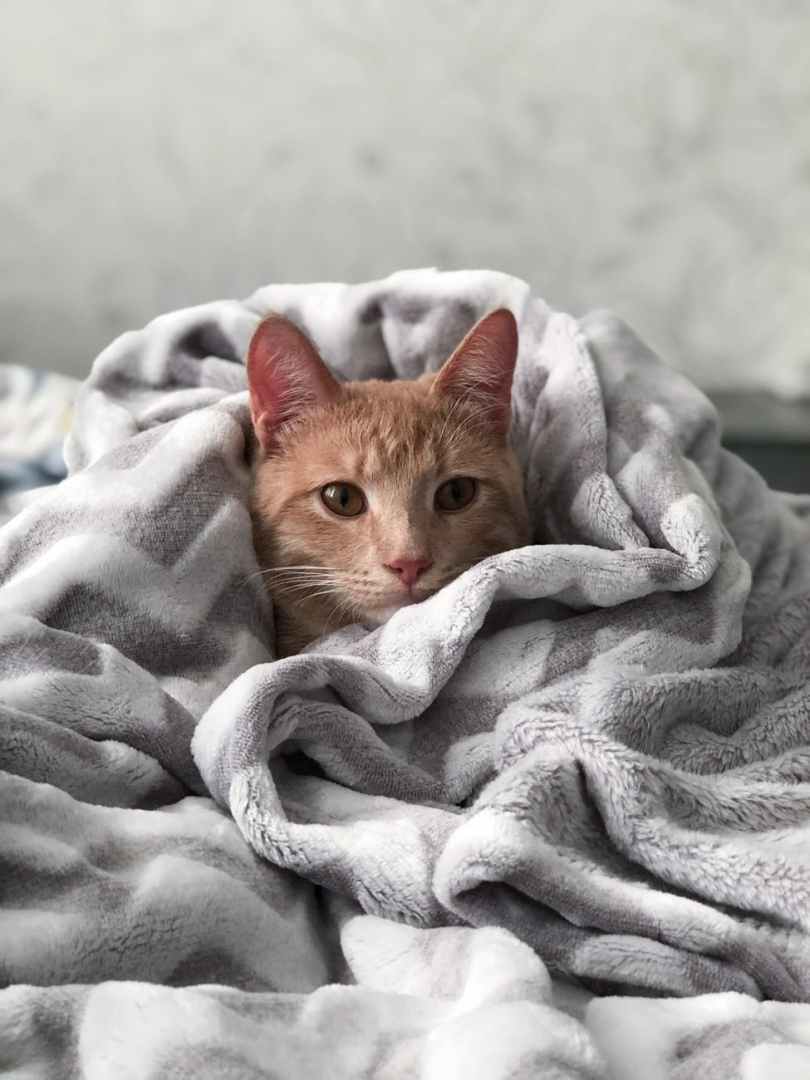 orange tabby cat on gray blanket
